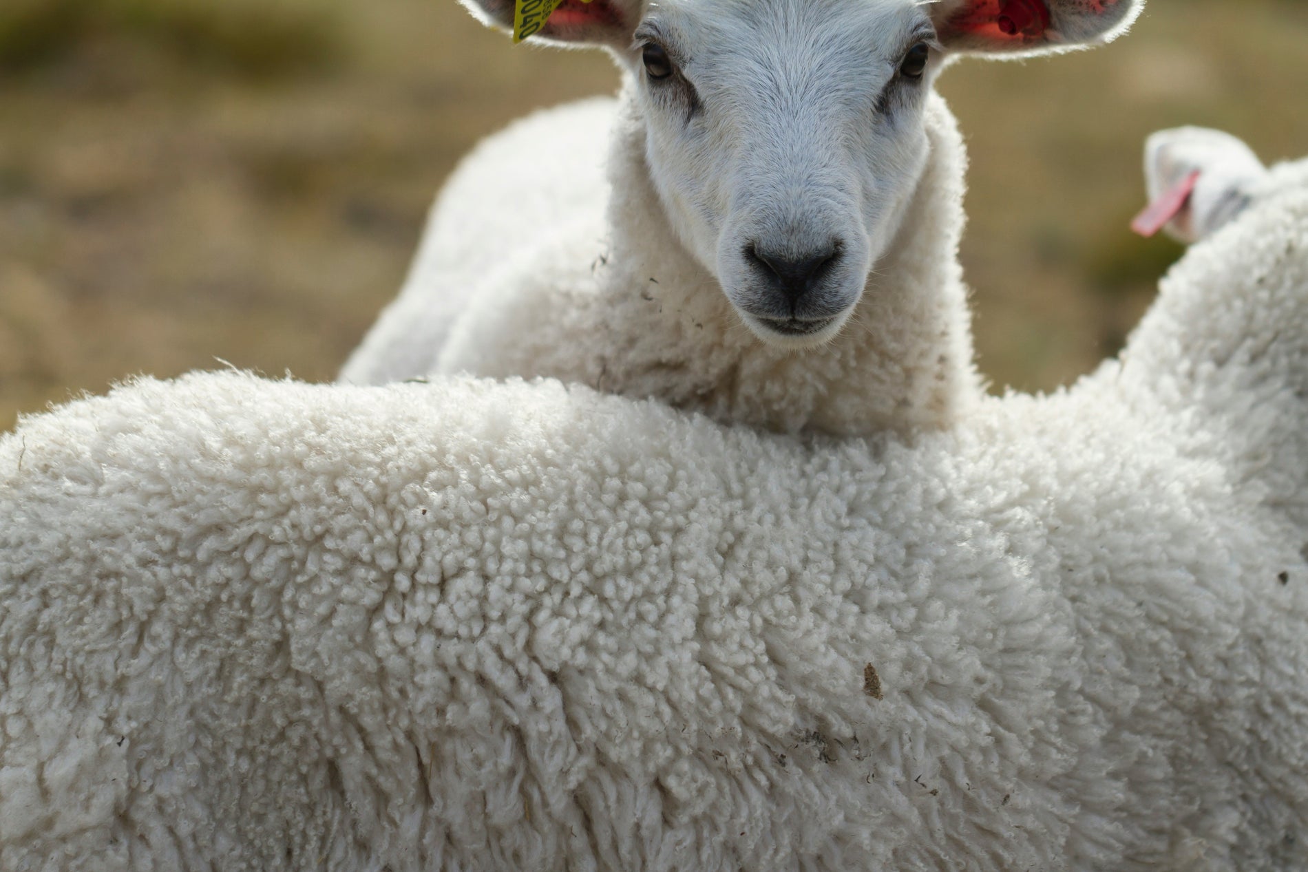 Lã MERINO