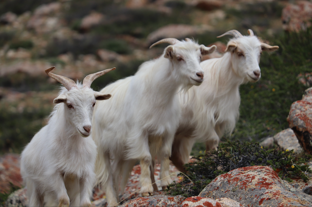 Pashma: O Cashmere dos Himalayas