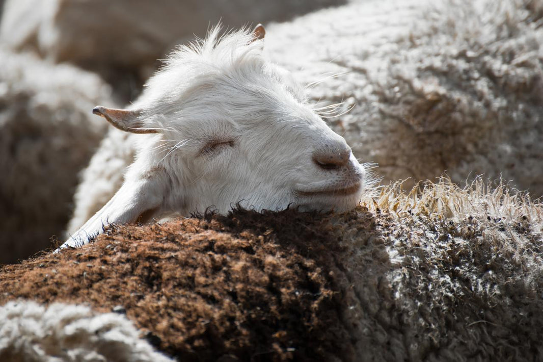 História de Cashmere dos Himalayas